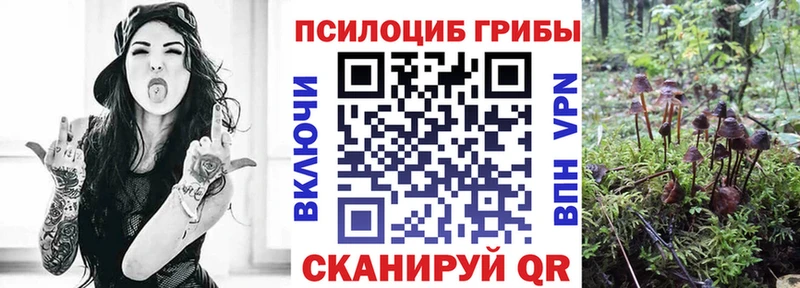 Купить где  Кущёвская  Псилоцибиновые грибы Cubensis 